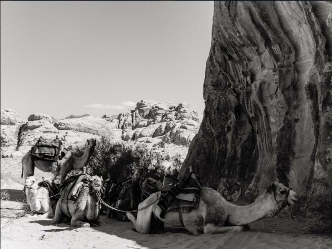 Wadi Rum Moon Camp Eksteriør billede