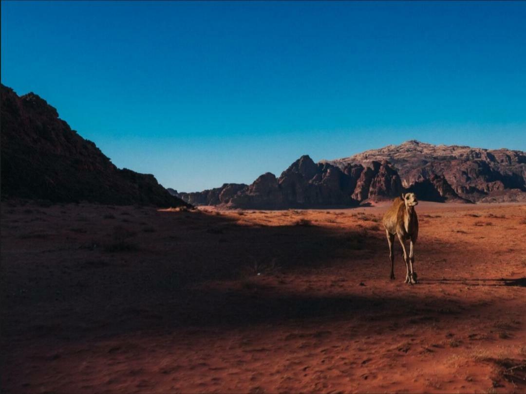 Wadi Rum Moon Camp Eksteriør billede