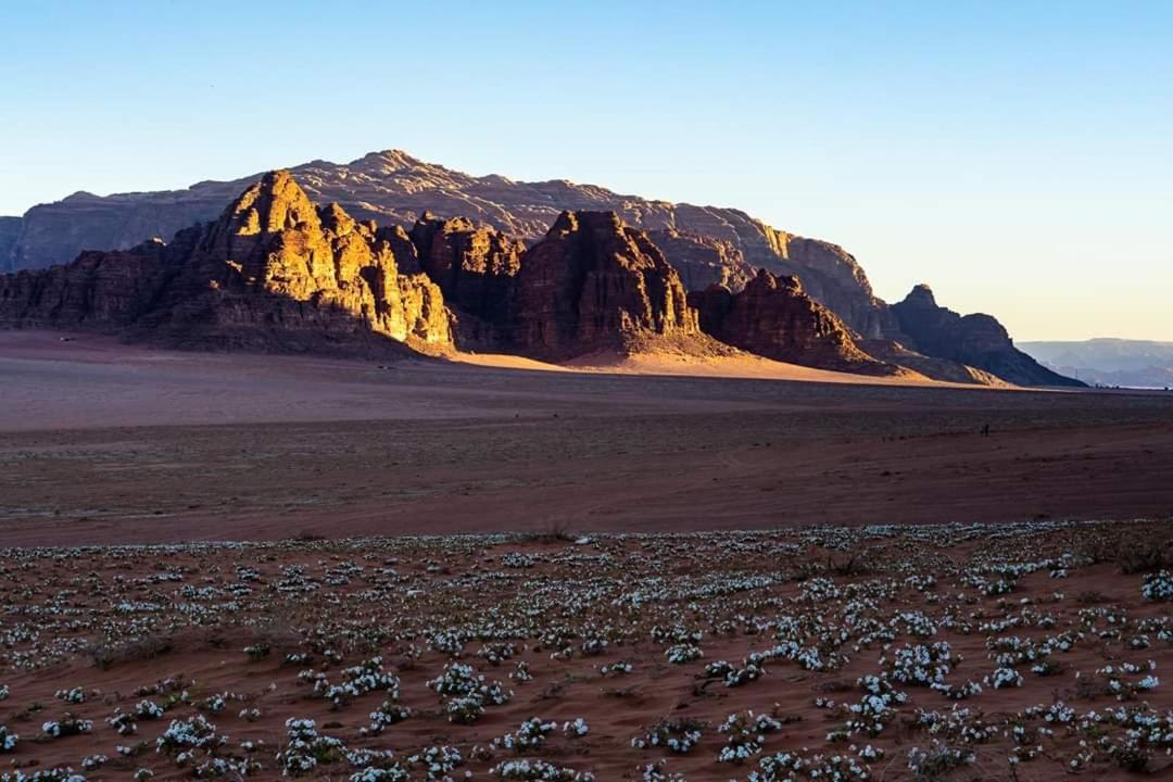 Wadi Rum Moon Camp Eksteriør billede