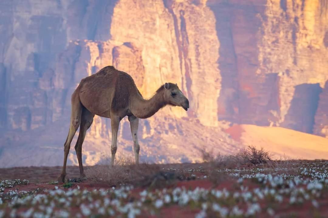 Wadi Rum Moon Camp Eksteriør billede